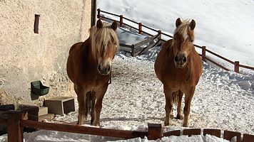 Unsere Pferde im Winter