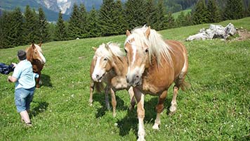 Unsere Pferde auf der Weide